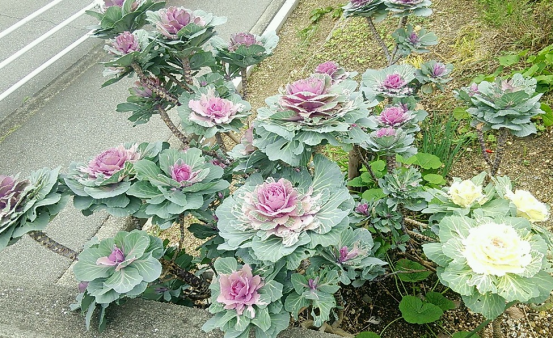 羽衣甘蓝老桩,解锁这种新奇培育法|小叶子有"花"招90