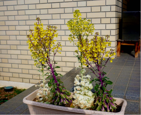 正常养护羽衣甘蓝至春季抽花葶并开花,花期期间羽衣甘蓝的植株会拔高