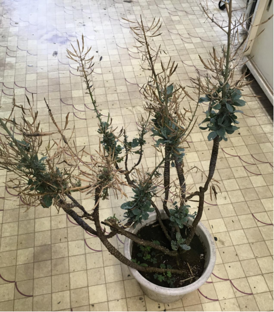 羽衣甘蓝老桩解锁这种新奇培育法小叶子有花招90