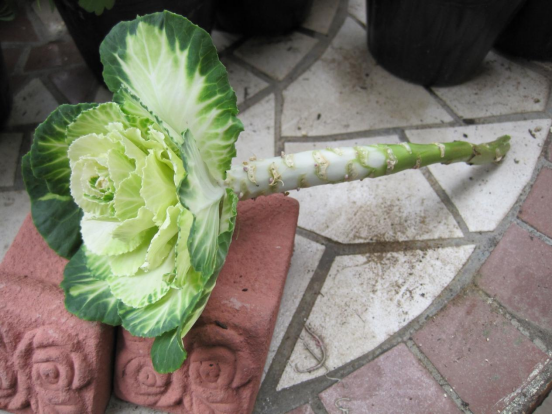 羽衣甘蓝老桩,解锁这种新奇培育法|小叶子有"花"招90