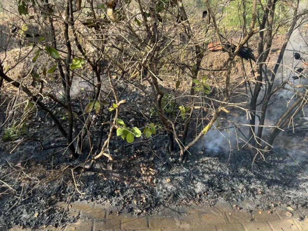 775起,仅2023年1月就有70起,大部分都是户外的绿化带,隔离带,杂草起火