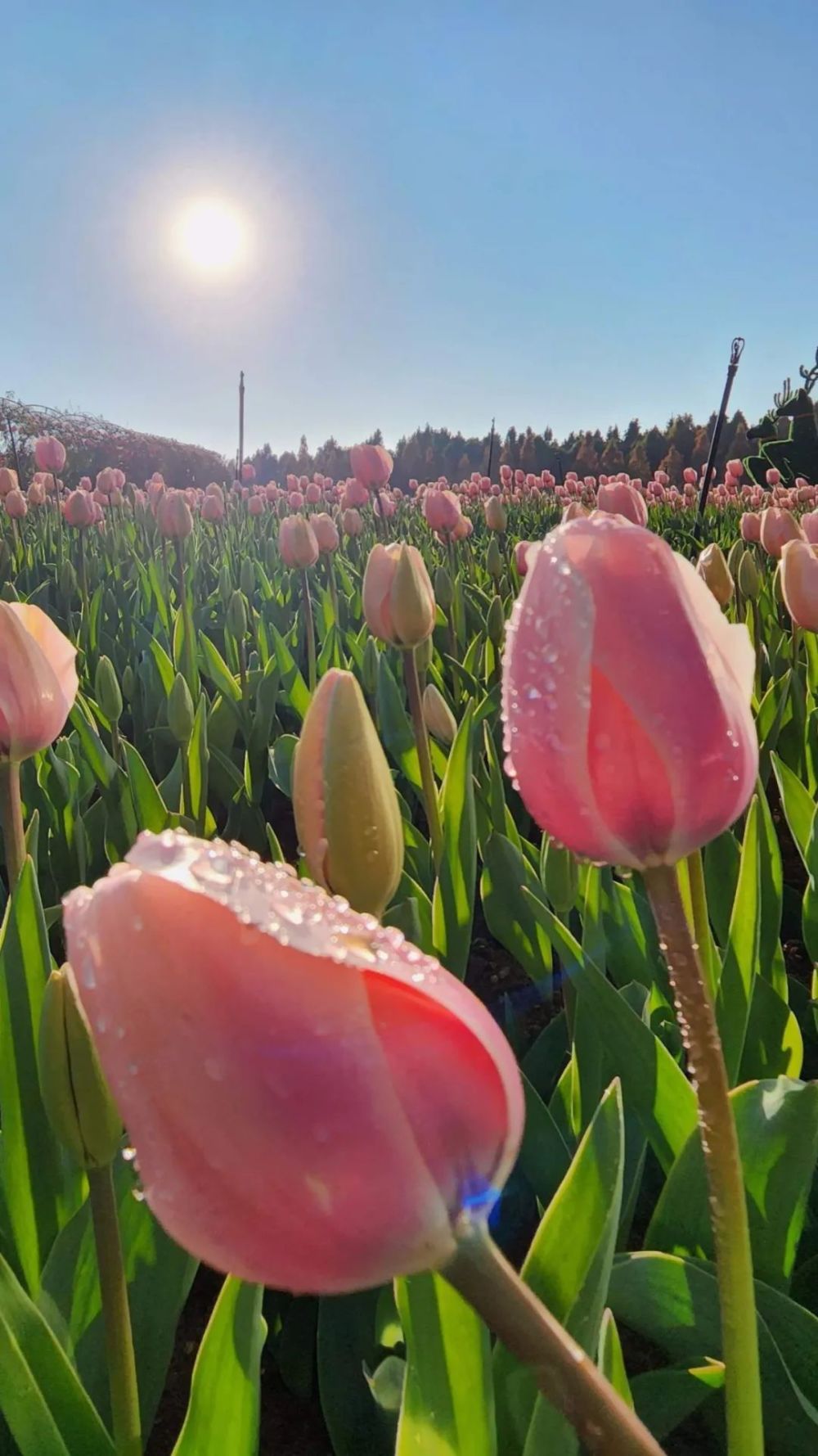 昆明郁金香花海图片