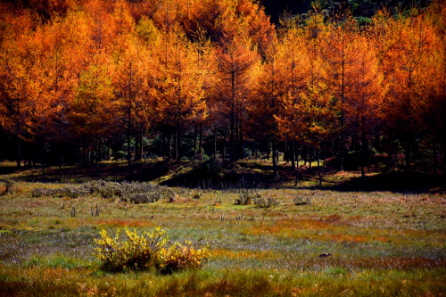 美姑县黄茅埂索玛花景区被评为国家3a级旅游景区