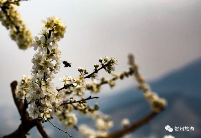 李花绽放，“中国李子之乡”迎来最佳赏花期！_腾讯新闻