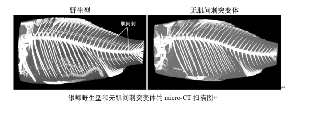 鲫鱼骨骼图 结构图图片