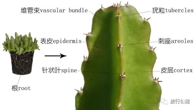 仙人掌内部组织图片