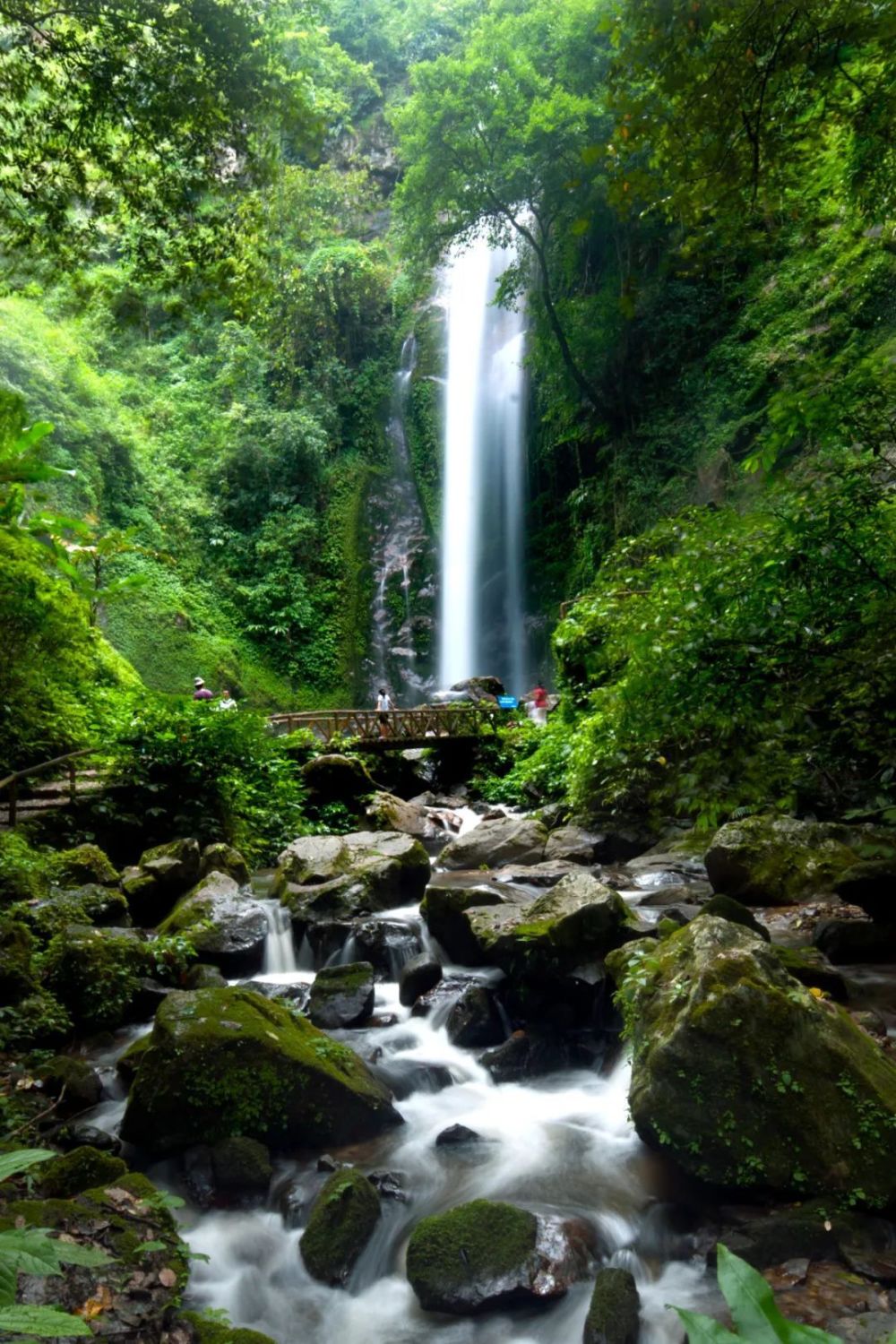 莫里热带雨林景区图片
