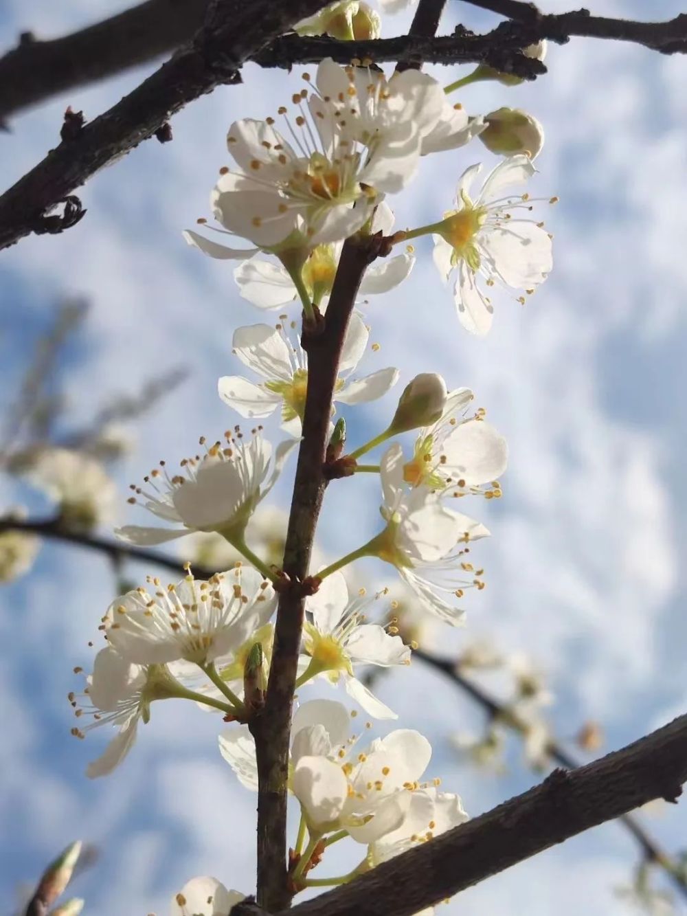 春遇龍南·賞花季|千畝花海爛漫,莫負春光好時節～_騰訊新聞