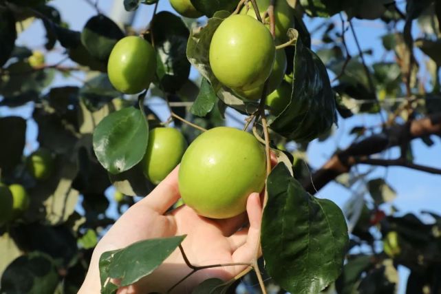 一口甜到心尖～金湾超百亩青枣熟了!