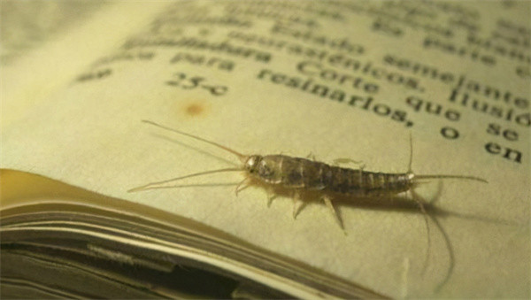 金波书虫昆虫印象之三