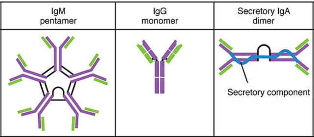 多地开展新冠抗体检测,测抗体到底是怎么回事?