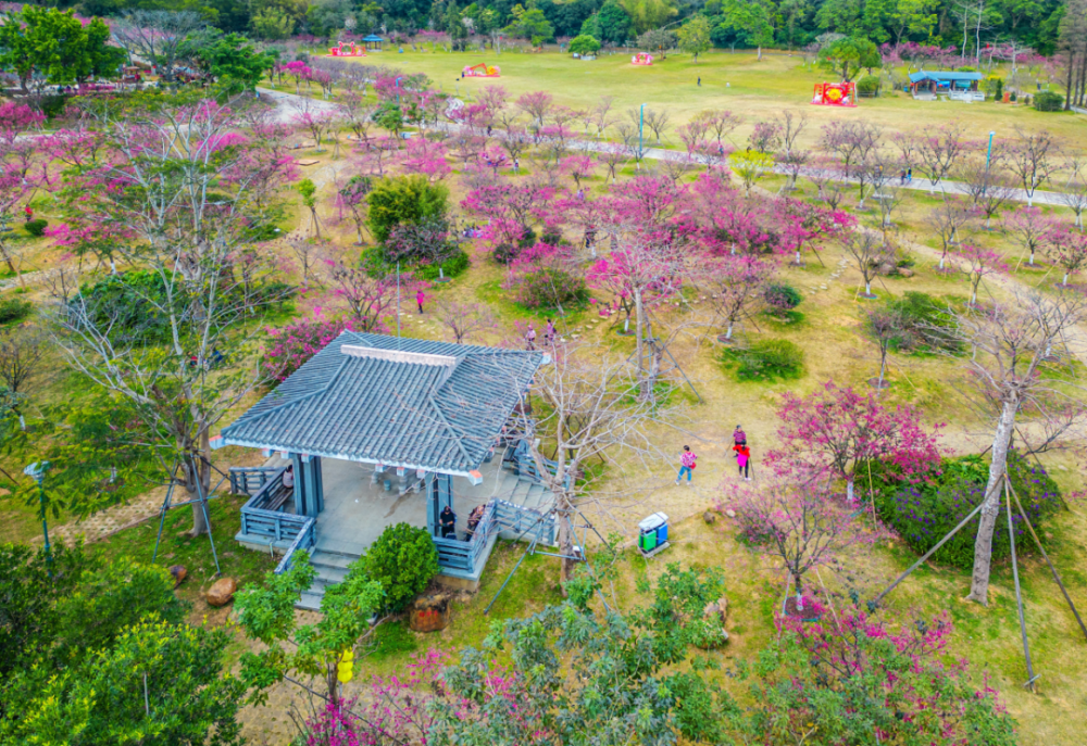 圭峰山樱花2021图片