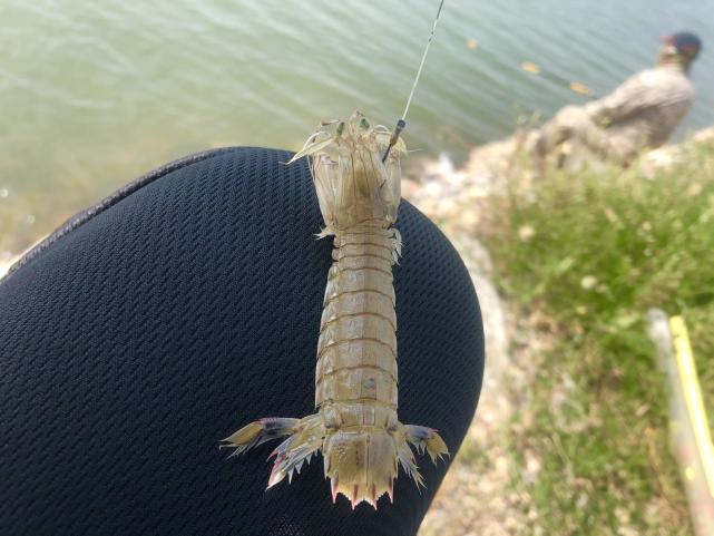 釣梭魚我常用