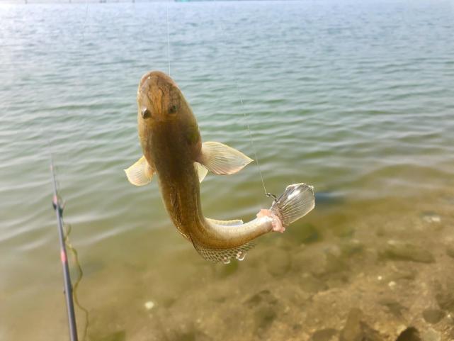 钓梭鱼我常用"扎针"钓法,"双飞"是常事～-腾讯新闻