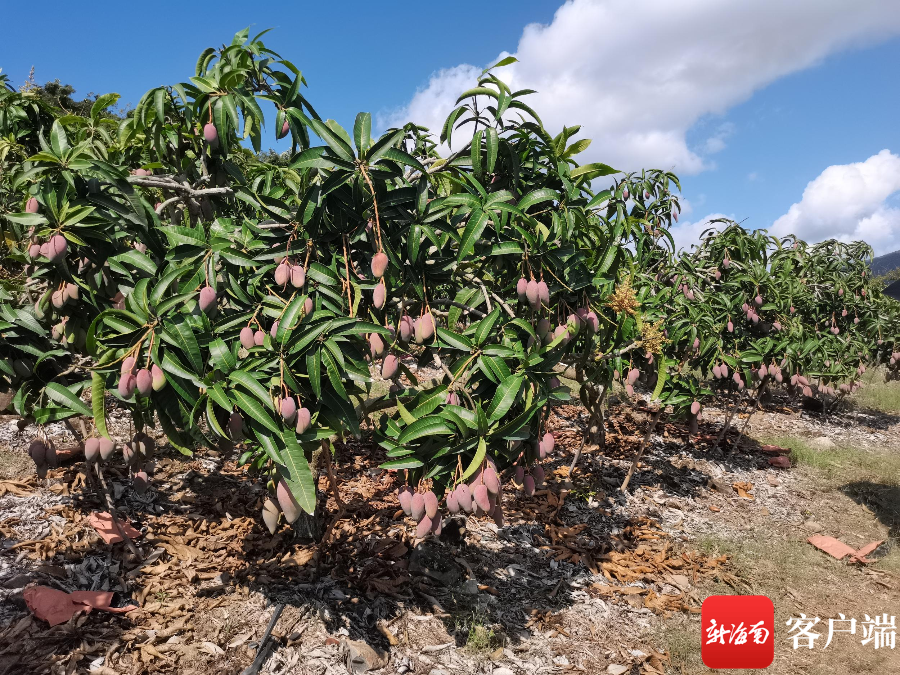 是从三亚福返生态园芒果基地运抵三亚凤凰国际机场