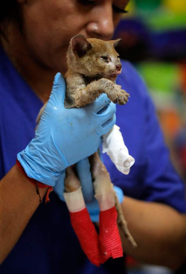 智利救治森林火灾中受伤的小动物