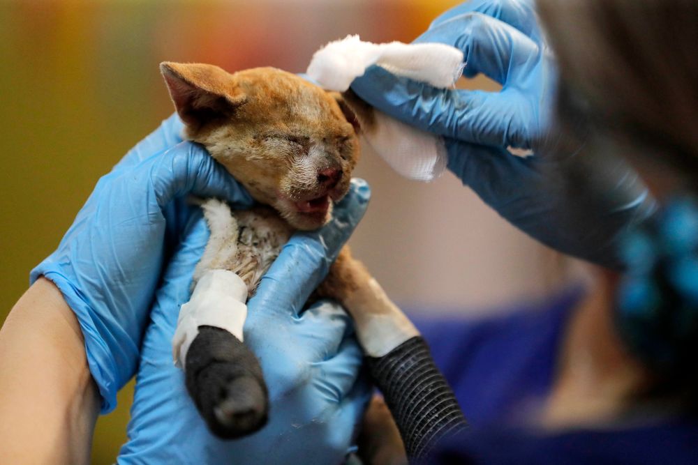 智利:救治森林火灾中受伤的小动物_腾讯新闻