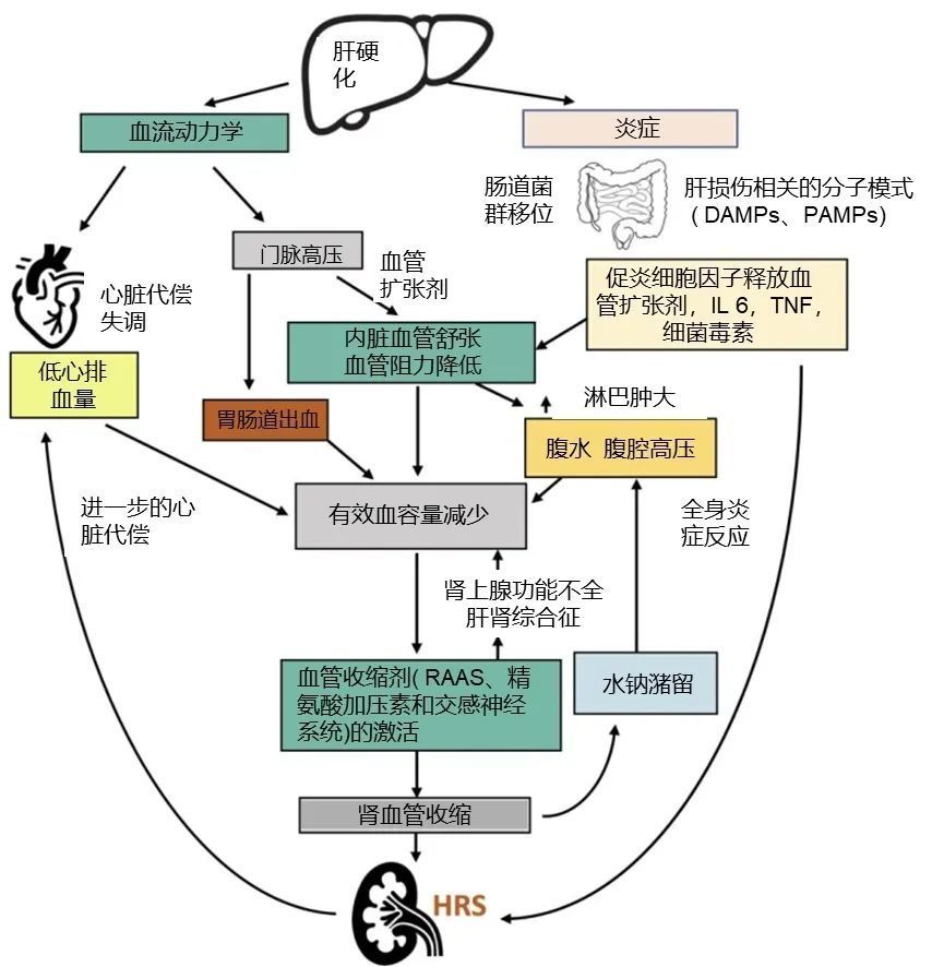 目前hrs的確切發病機制仍未完全闡明,最新的觀點認為hrs的病理生理