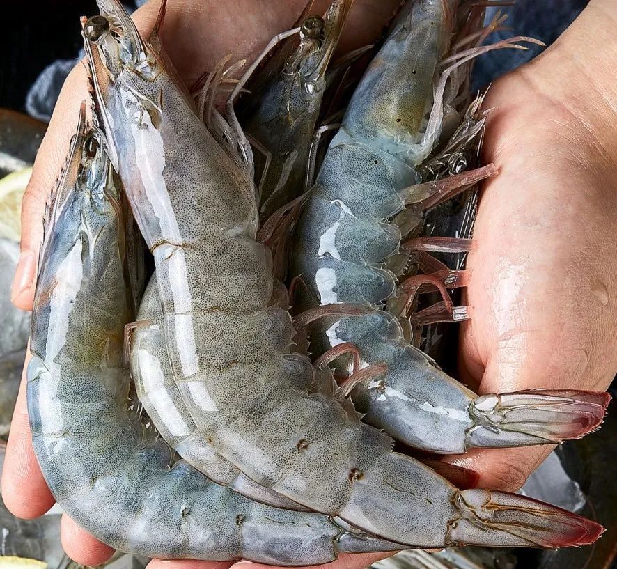 王牌大虾让你垂涎三尺～_腾讯新闻