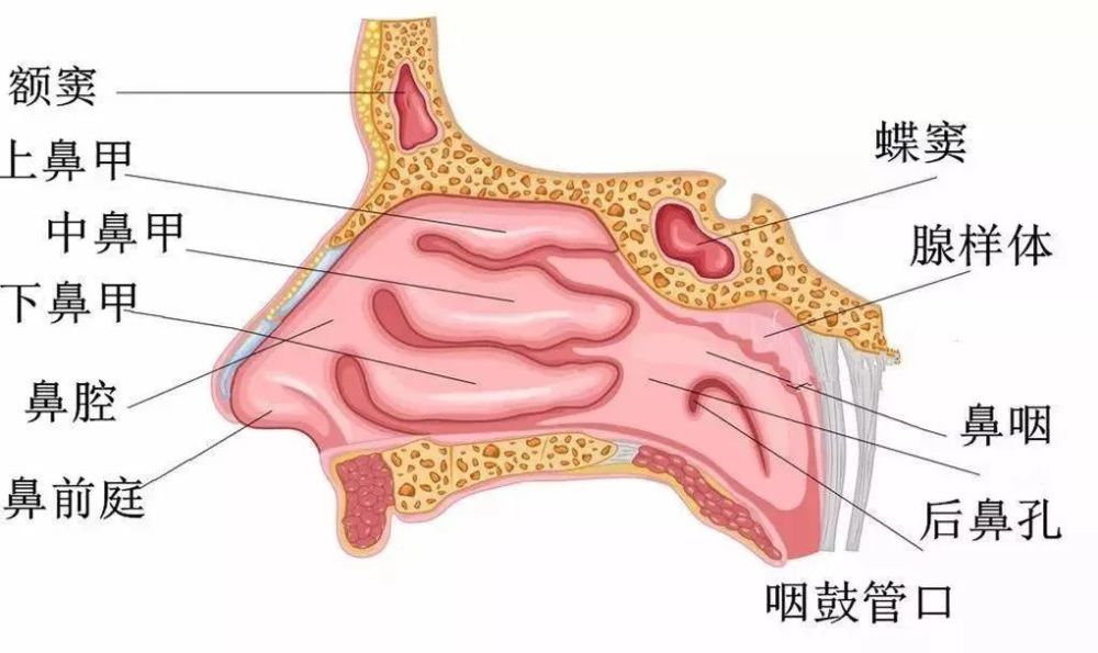 人類鼻腔黏膜前起鼻前庭內向鼻腔延伸,廣泛分佈於鼻腔各個側壁,並與