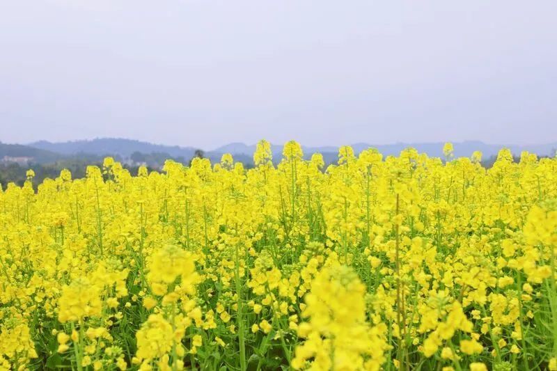 泸州油菜花基地图片