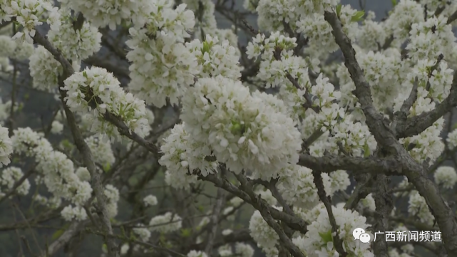 满山李花开，胜雪俏春来｜广西赏花地图_腾讯新闻