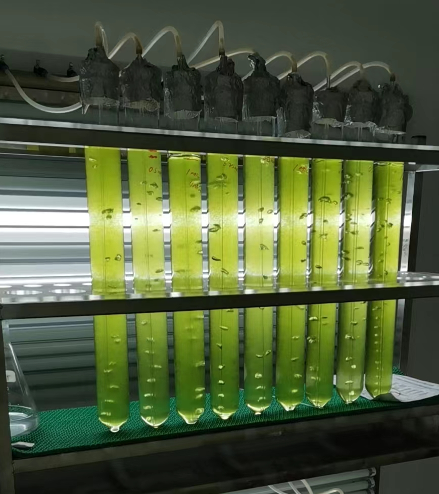 科技部重点专项立项微藻蛋白可替代动植物蛋白还吸碳