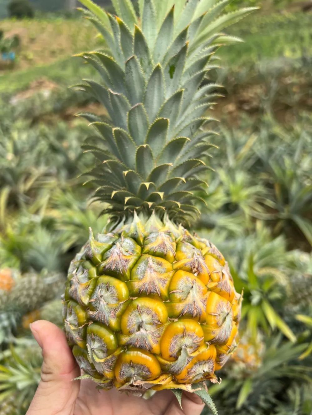 云南香水小菠萝不用盐水泡削皮直接啃香甜不涩口