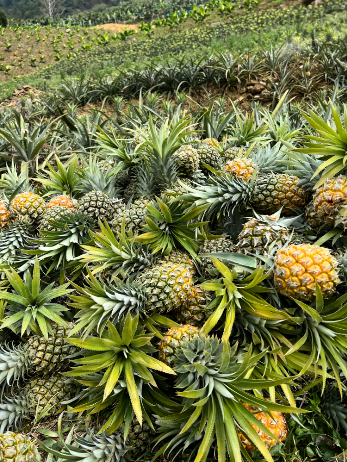 云南香水小菠萝,不用盐水泡,削皮直接啃,香甜不涩口