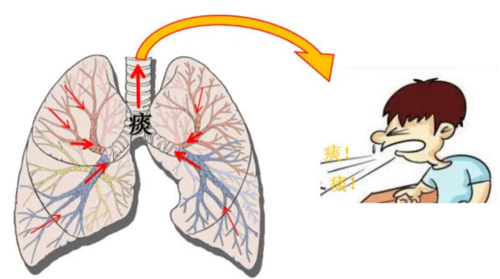 嗓子有痰咳不出?拍背叩擊來幫您!_騰訊新聞