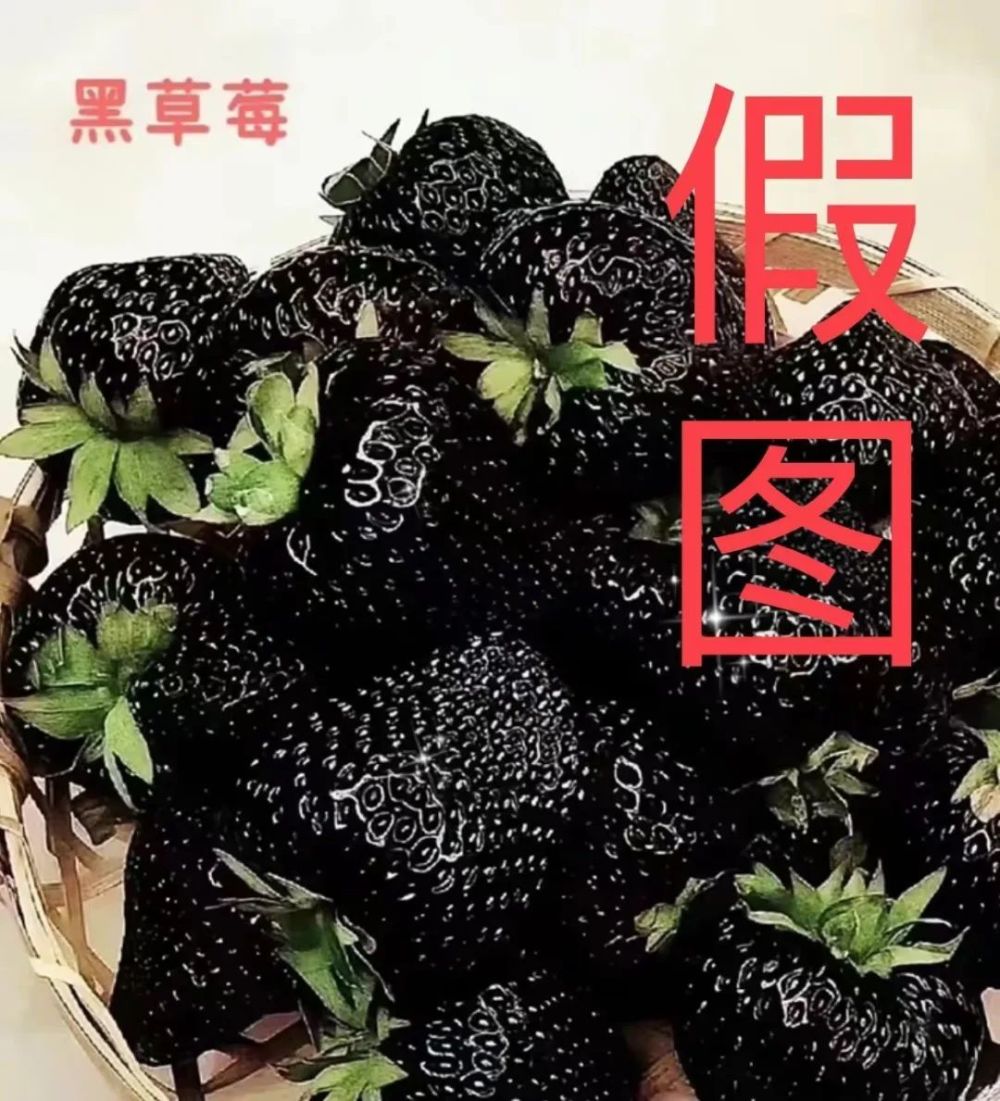 浦江有黑色草莓了?_腾讯新闻