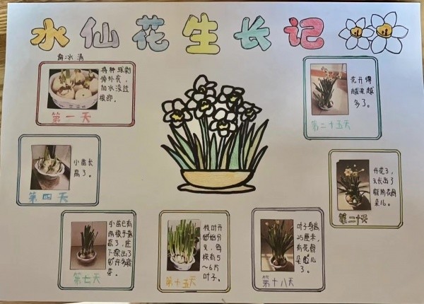 孩子们假期里种的水仙花开了,他们还收获了新知识