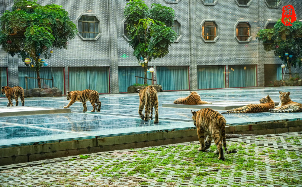 入住景區的雄景大酒店,餐廳玻璃窗外便是老虎的樂園,裡面生活著十多隻