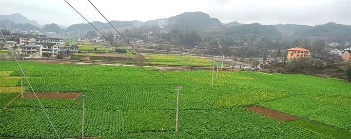 黄平县浪洞镇:千亩油菜花开春意浓_腾讯新闻