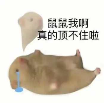 并在网络上贡献了大量"鼠鼠"表情包来表达自己被生活摧残后的状态与