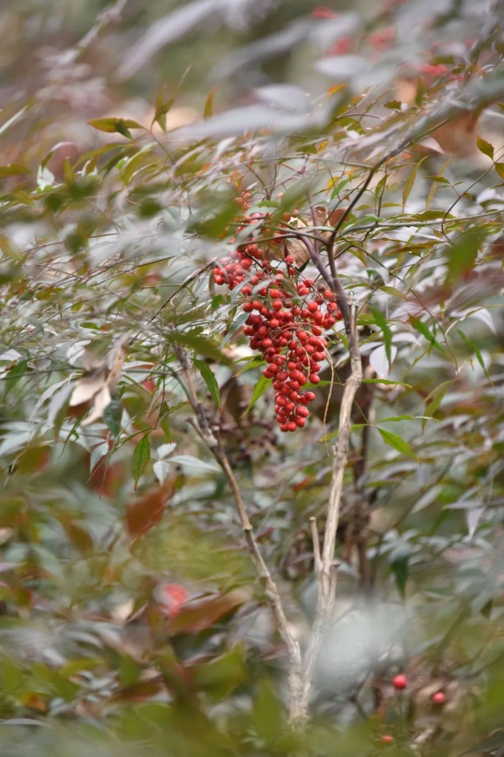 【樂遊】紅果掛滿枝頭,來共青森林公園看看歲寒不改色的南天竹吧!