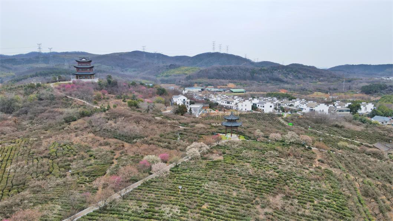 溧水梅花山简介图片