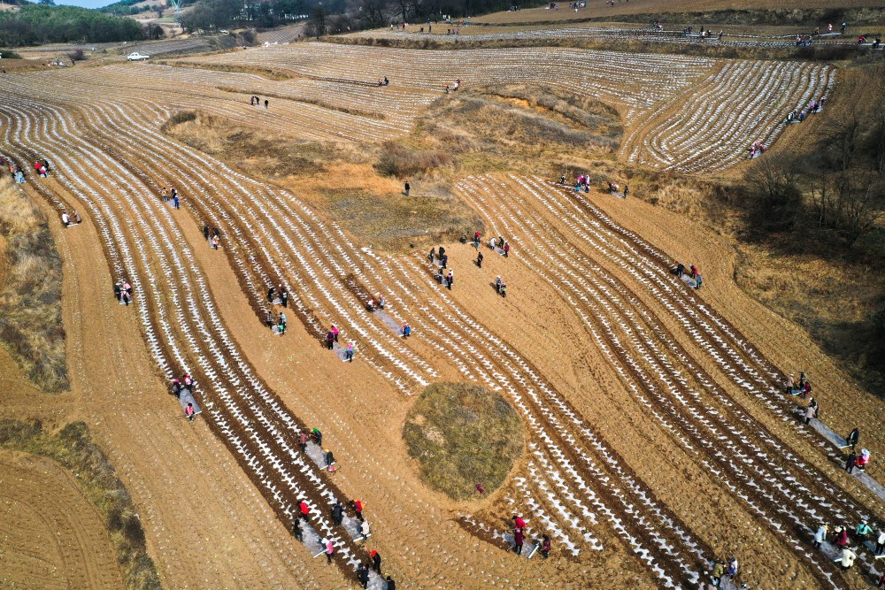 2月9日,在威寧縣雪山鎮灼甫村,農民在農機翻耕和起壟後的田地裡播種