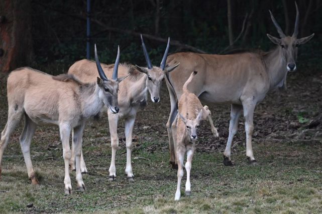 深圳野生動物園大羚羊