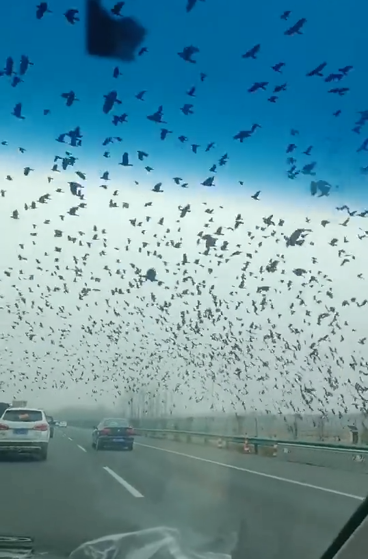 南京高速大量乌鸦满天飞,暗示了什么?网友:不祥的预感