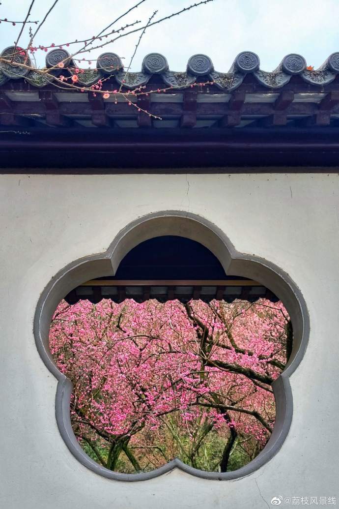 古风韵味当淡雅梅花遇上江南园林