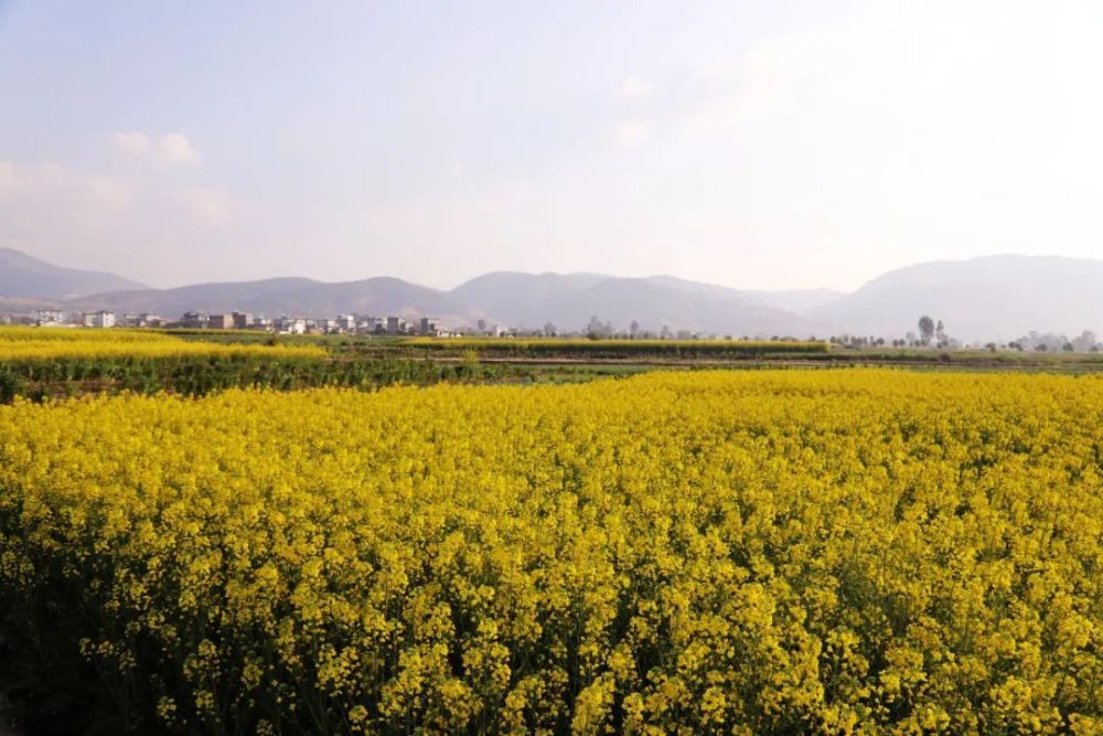 弥渡坝子油菜花开成海春色一绝快约