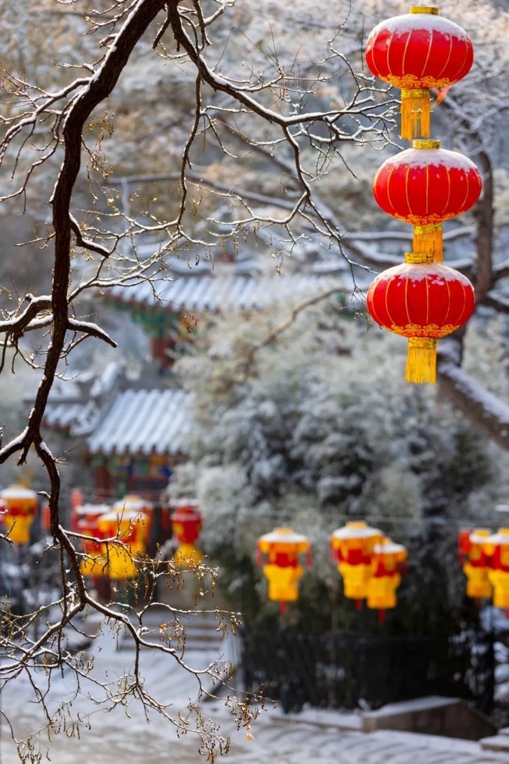 瑞雪兆丰年雪不仅带来了美景雪落地,化成水分滋养着万物也带来了生机