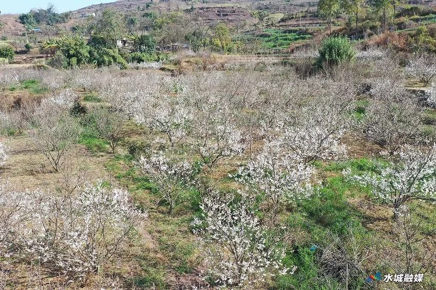 万亩樱桃花海已上线！快来这里打卡