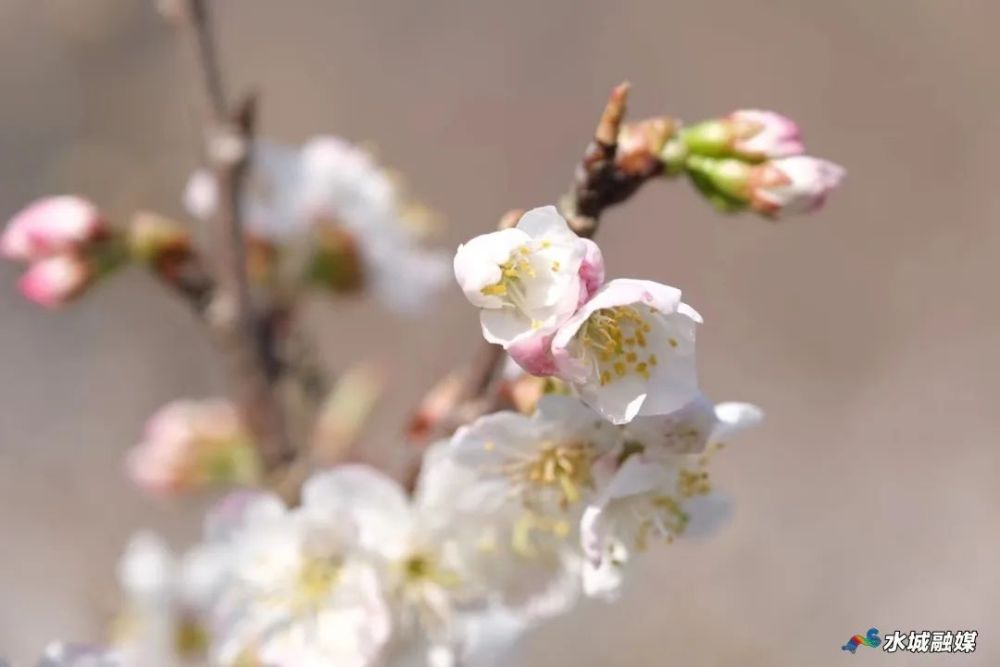 万亩樱桃花海已上线！快来这里打卡