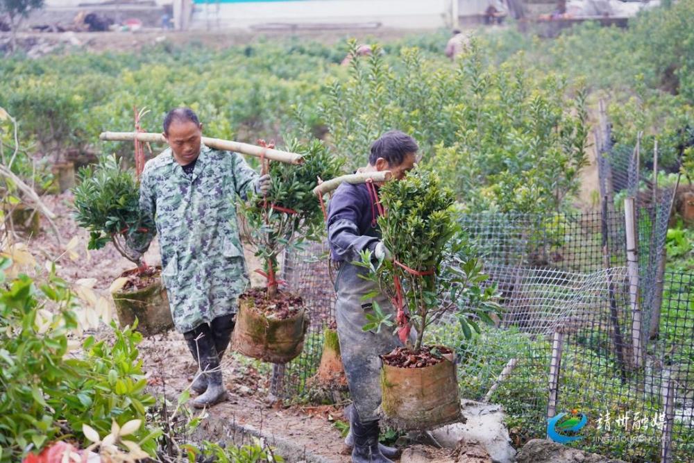 湖南靖州杨梅苗基地图片