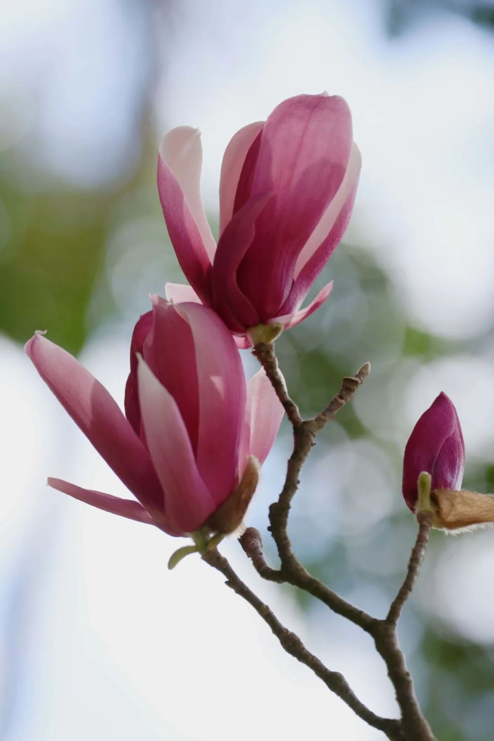 又见玉堂春,明媚胜过任何一场华丽的烟花_腾讯新闻