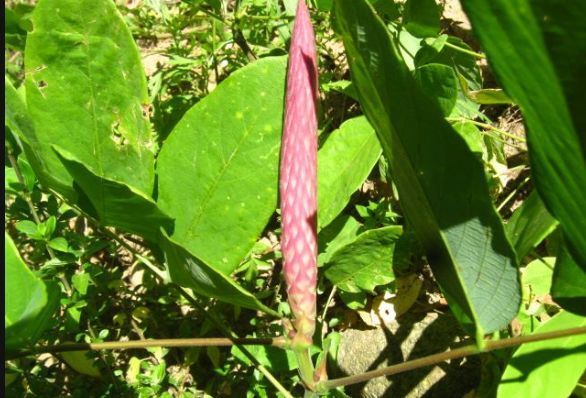 风寒引起的咳嗽球兰开着五角星状的白色花瓣形如一粒粒绣球又被闽南人