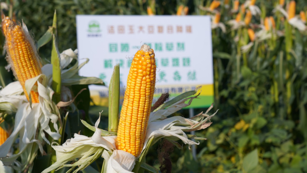 农业农村现代化中的深圳力量洁田稻成心头好科学种田更省心深圳生物