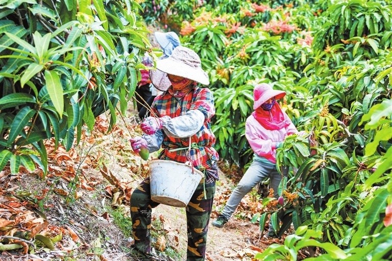 三亚忙采忙摘忙售芒香四溢